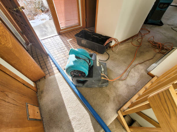 Best Mold removal after water damage  in Albany, CA