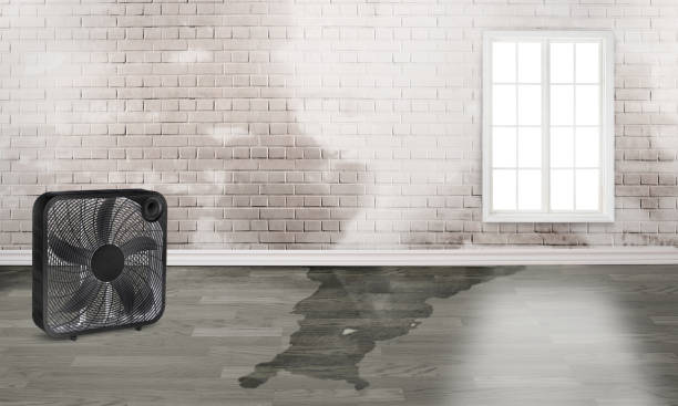 Best Flood restoration services  in Albany, CA